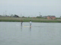 動画:paddle ex